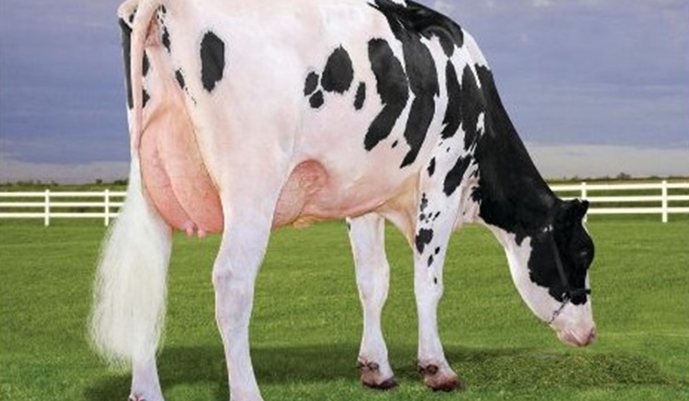 A bull standing in a field.